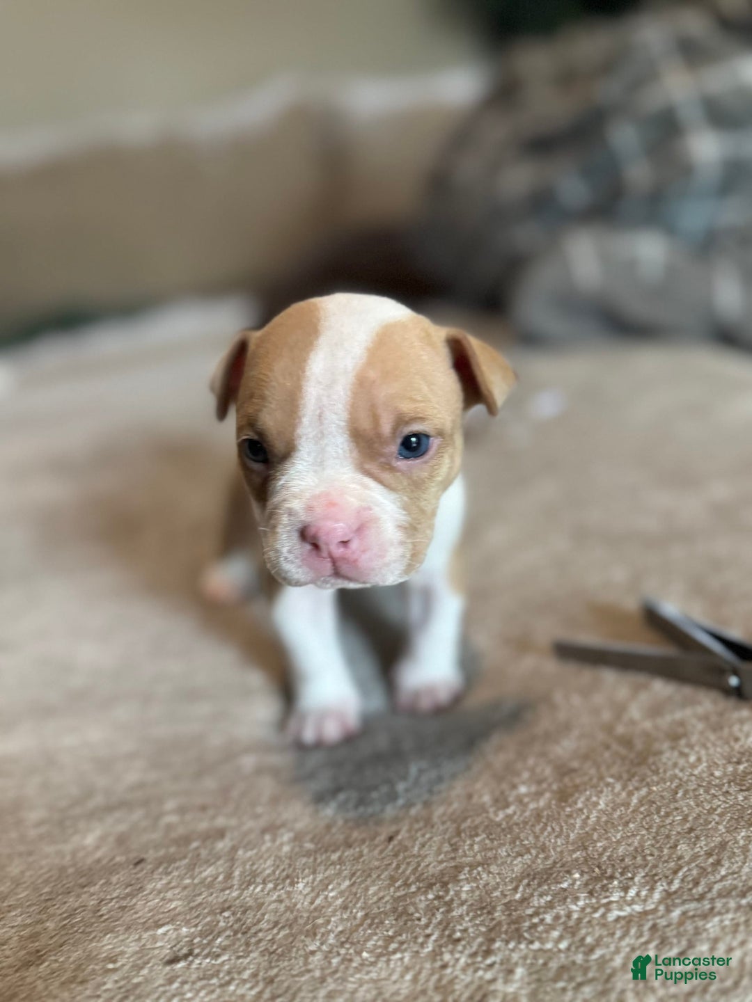 American Bully dogs for sale: Baby Zee - Image 4