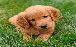 Goldendoodle dogs for sale: Rocky - Image 5