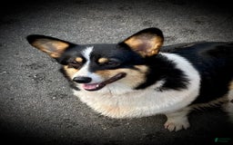 Welsh Corgi Pembroke dogs for sale: Jimmy - Image 17