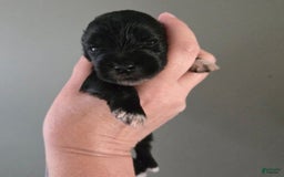 Miniature Schnauzer dogs for sale: Pup 4 - Image 3