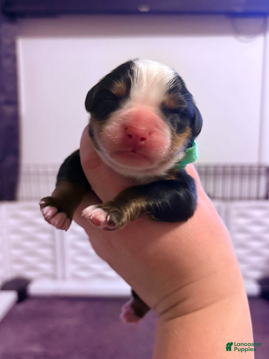Bernese Mountain Dog dogs for sale: Jack - Image 2