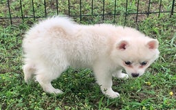 Alaskan Klee Kai dogs for sale: Fluffy Lil Tiki - Image 1