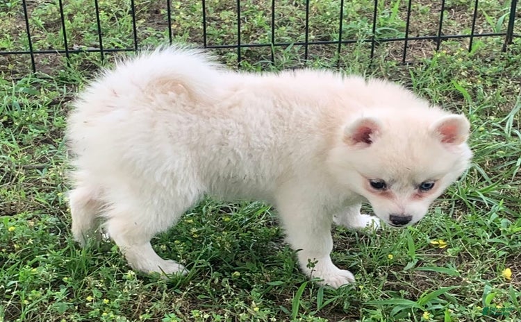 Alaskan Klee Kai dogs for sale - Ad 4