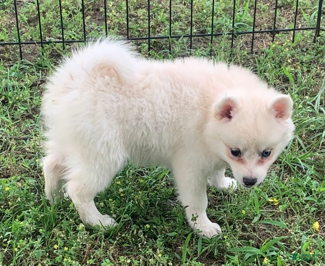Alaskan Klee Kai dogs for sale: Fluffy Lil Tiki - Image 1