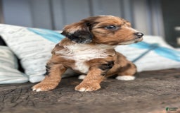 Aussiedoodle dogs for sale: Magnolia - Image 2