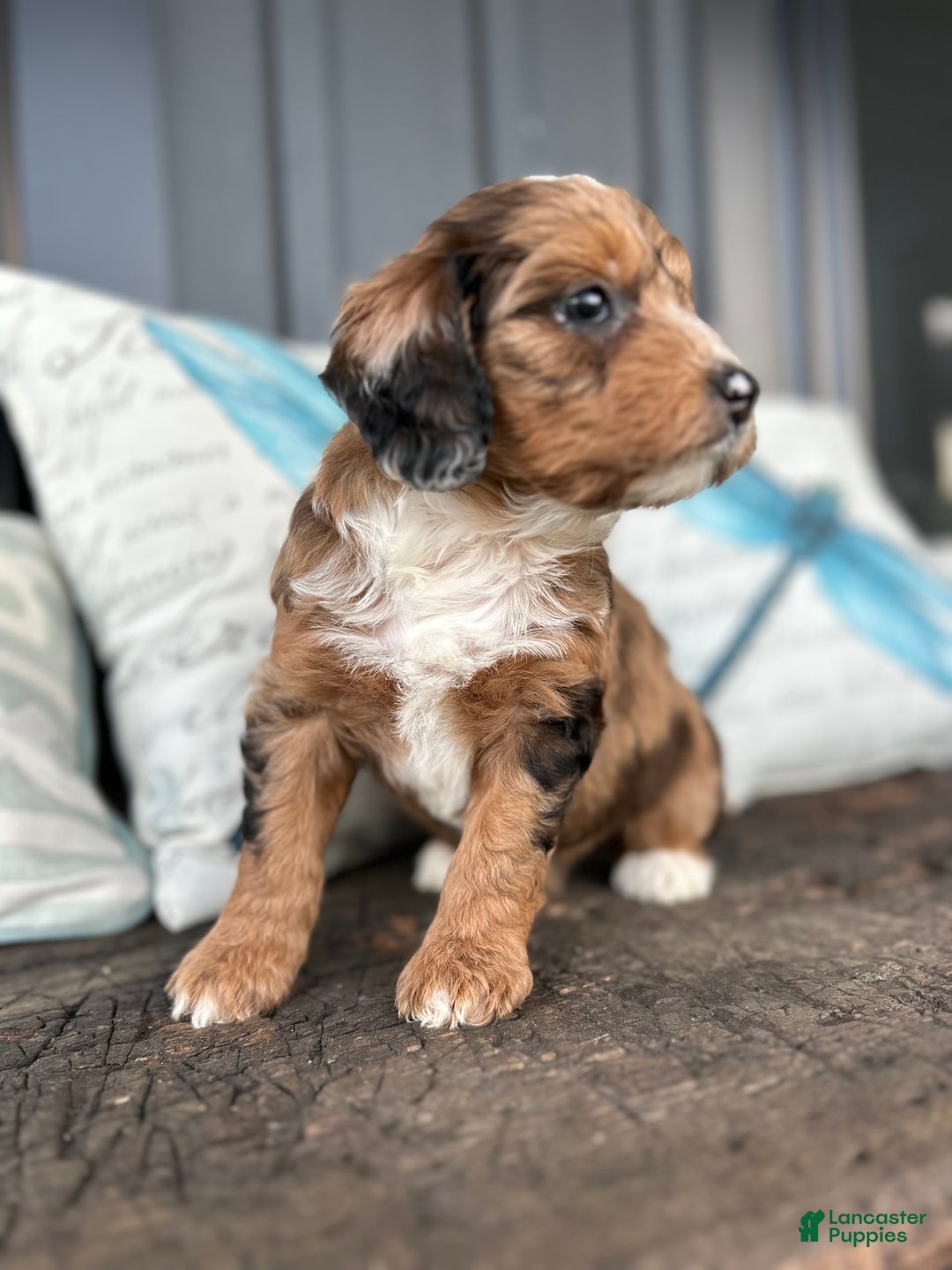 Aussiedoodle dogs for sale: Magnolia - Image 2