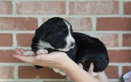 Bernedoodle dogs for sale: Sissy - Image 1