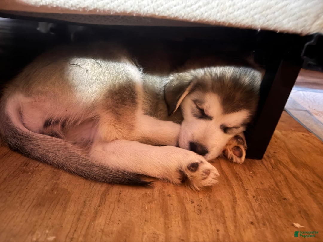 Alaskan Malamute dogs for sale: Lagertha - Image 10