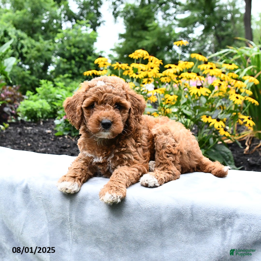Cockapoo dogs for sale: Fannie - Image 5