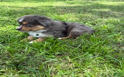  dogs for sale: Toy Australian Shepherd 2 puppies - Image 9