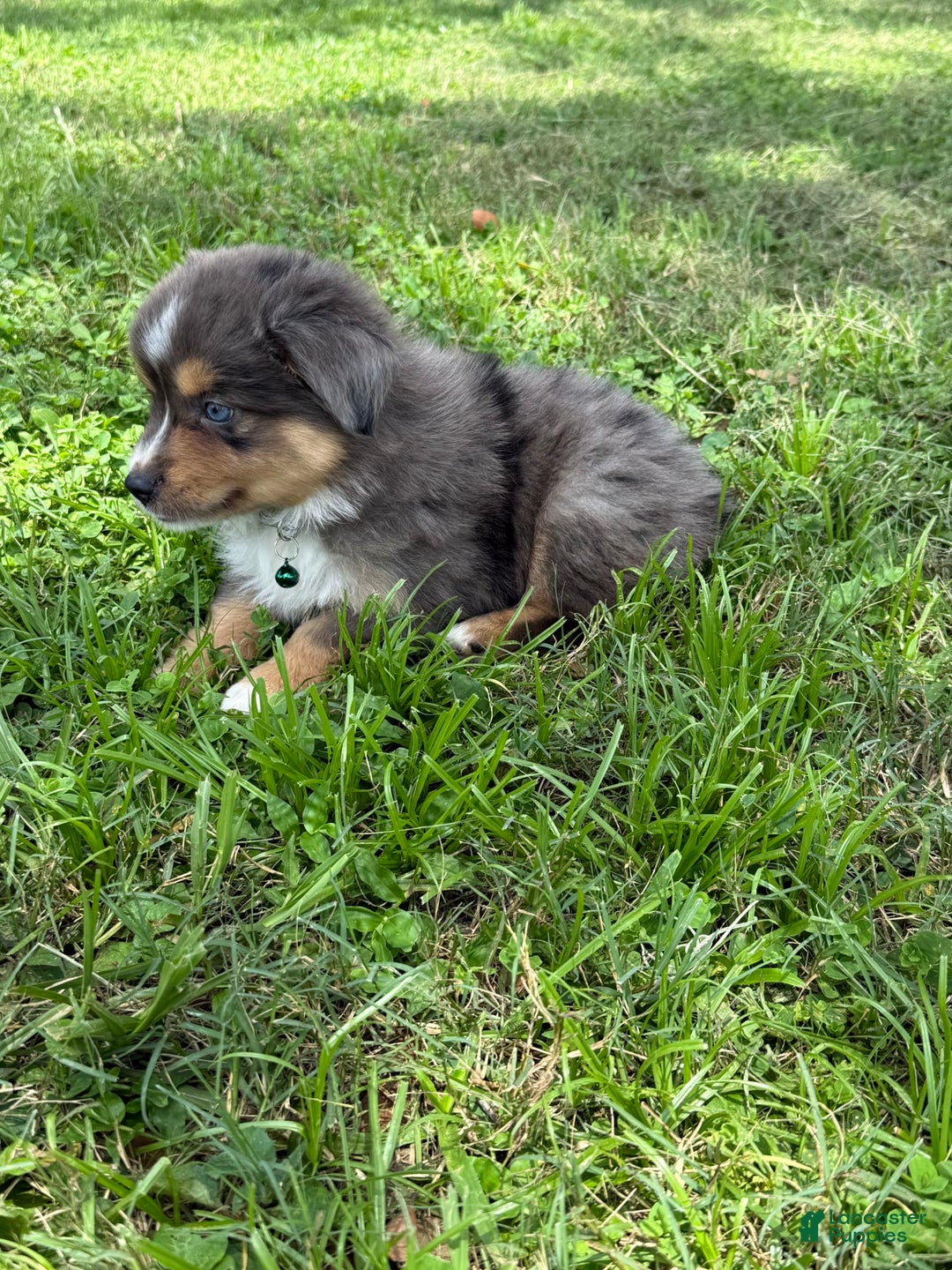  dogs for sale: Toy Australian Shepherd 2 puppies - Image 9