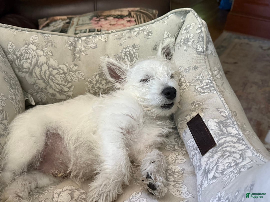 West Highland Terrier dogs for sale: Leo - Image 5