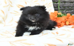 Pomeranian dogs for sale: Jelly Bean - Image 9