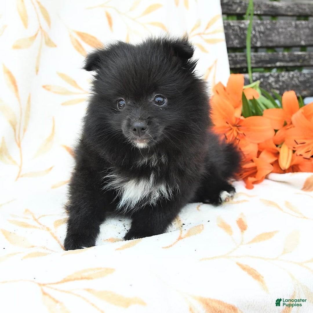 Pomeranian dogs for sale: Jelly Bean - Image 9