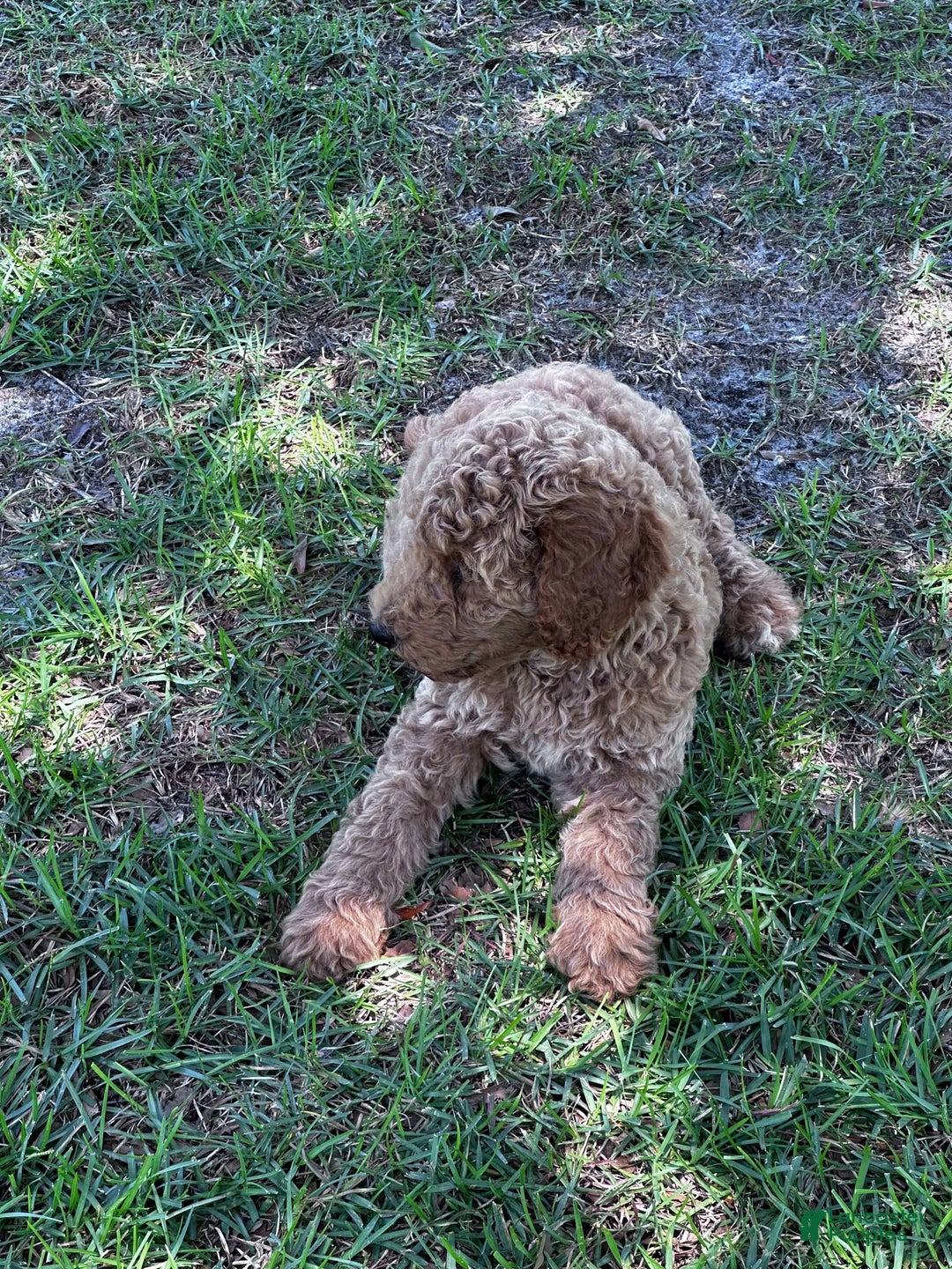 Standard Poodle dogs for sale: George Jefferson - Image 13