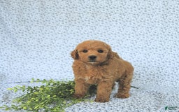 Mini Goldendoodle dogs for sale: Milo - Image 1