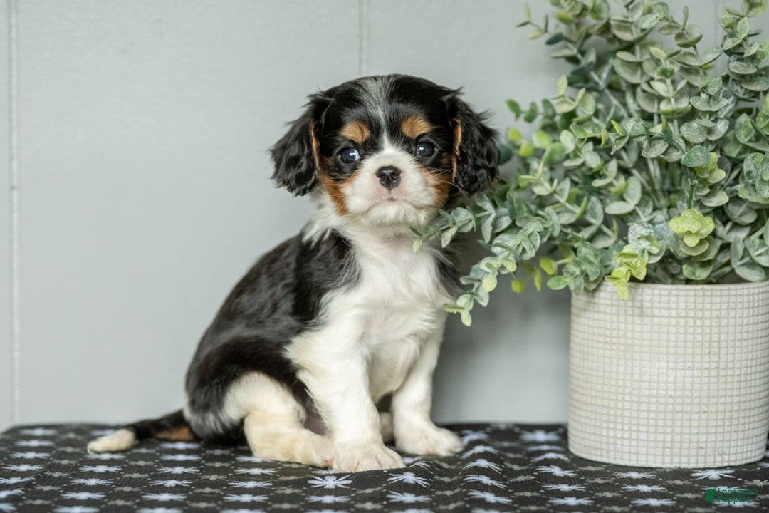 Cavalier King Charles Spaniel dogs for sale: Lester - Image 1