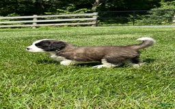 Saint Bernard dogs for sale: Belle - Image 3