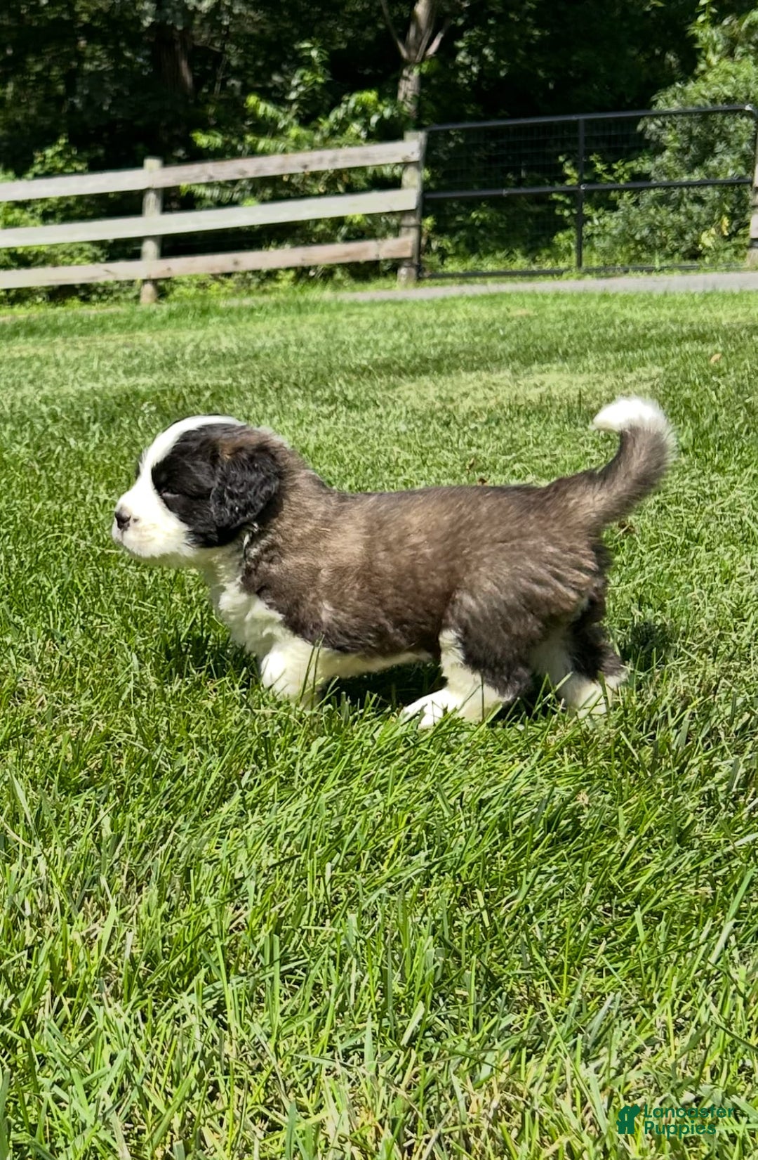 Saint Bernard dogs for sale: Belle - Image 3
