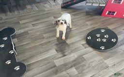 Miniature Poodle dogs for sale: Zella - Image 19