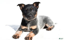 Australian Cattle Dog dogs for sale: Cowgirl - Image 4