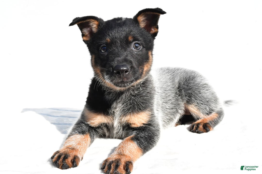 Australian Cattle Dog dogs for sale: Cowgirl - Image 4