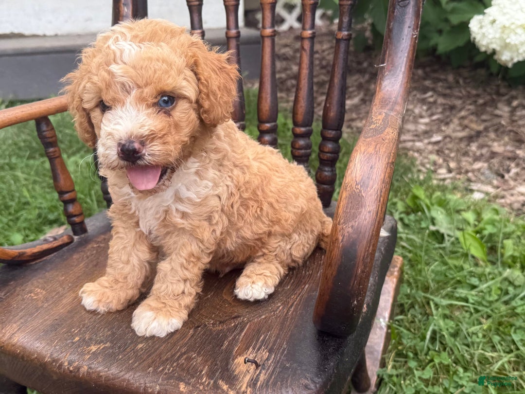 Goldendoodle dogs for sale: Butterfinger - Image 11
