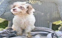 Cavapoo dogs for sale: Missie - Image 3