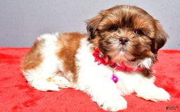 Shih Tzu dogs for sale: Jill - Image 2