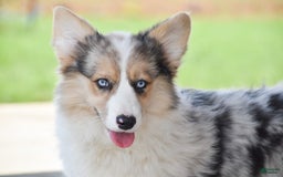 Welsh Corgi Pembroke dogs for sale: Annie - Image 2