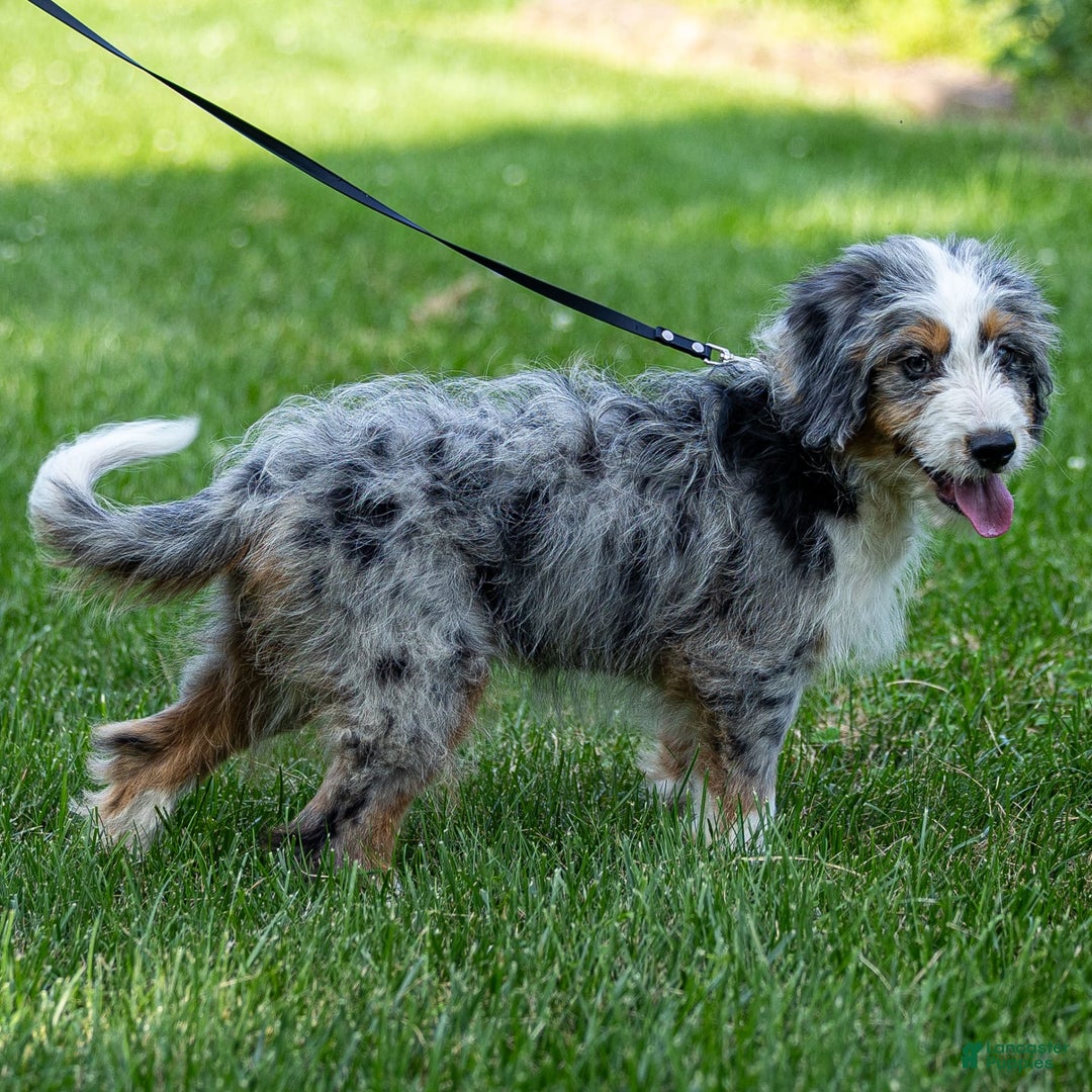Mini Bernedoodle dogs for sale: Noli - Image 16