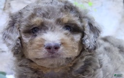 Mini Goldendoodle dogs for sale: Iris F1b - Image 2