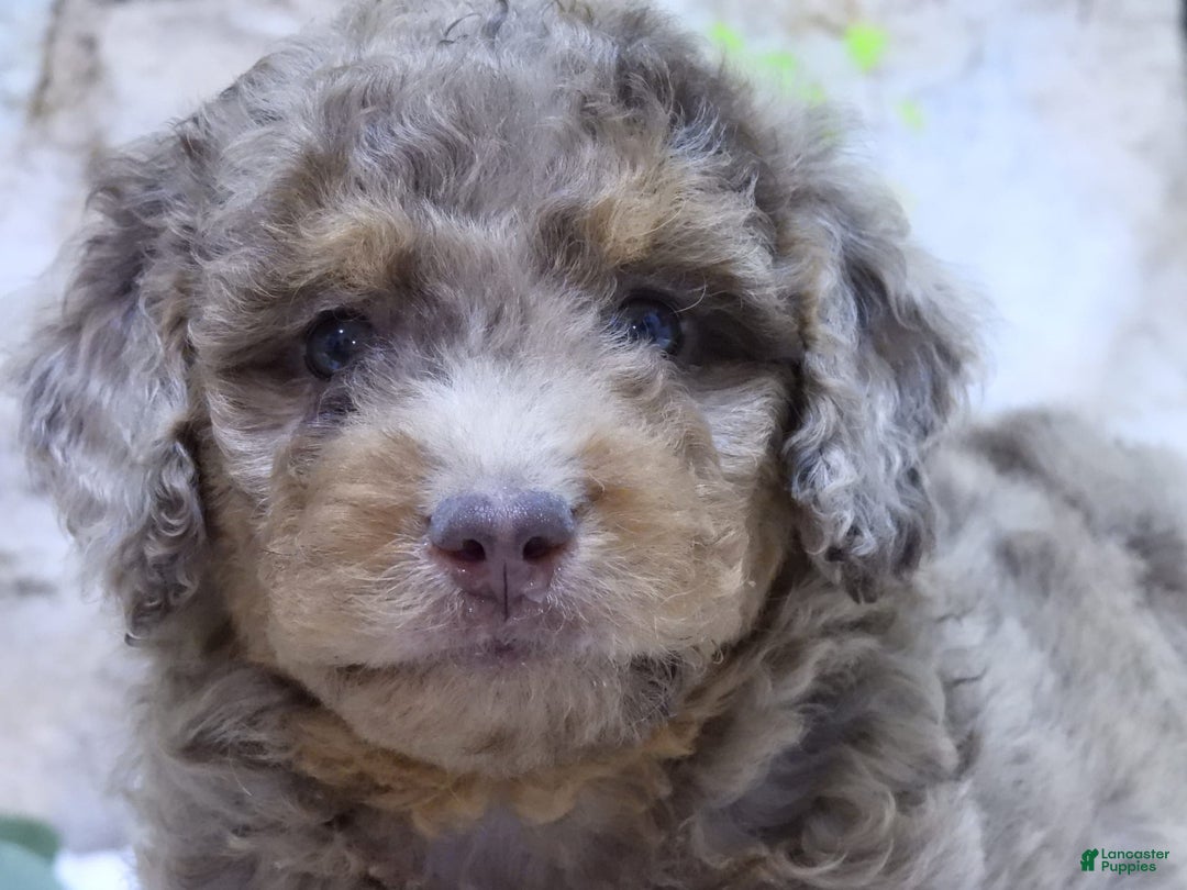 Mini Goldendoodle dogs for sale: Iris F1b - Image 2