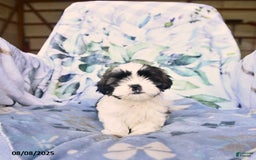 Shih Tzu dogs for sale: Krystal - Image 2