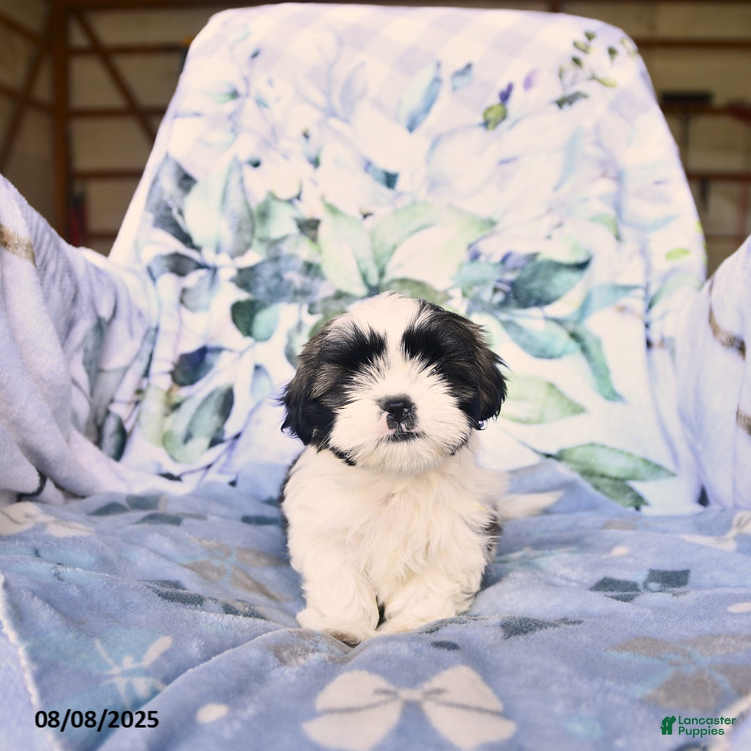 Shih Tzu dogs for sale: Krystal - Image 2