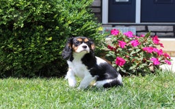 Cavalier King Charles Spaniel dogs for sale: Missy - Image 13