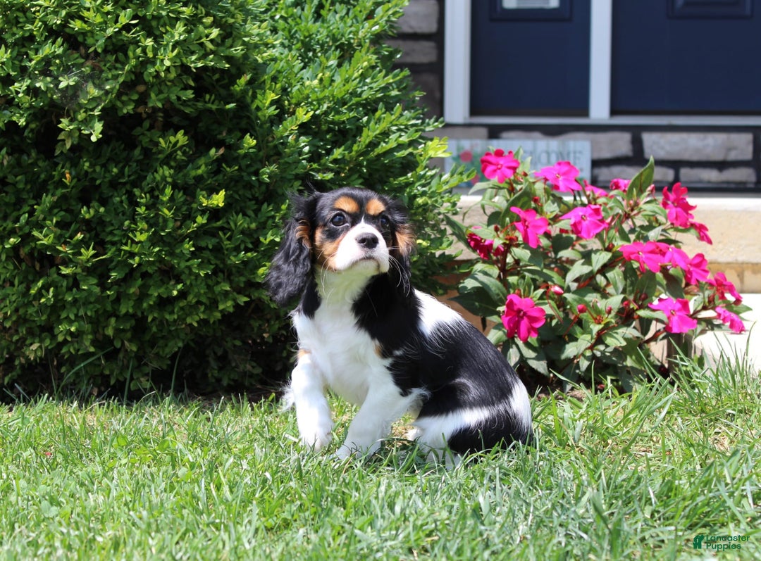 Cavalier King Charles Spaniel dogs for sale: Missy - Image 13