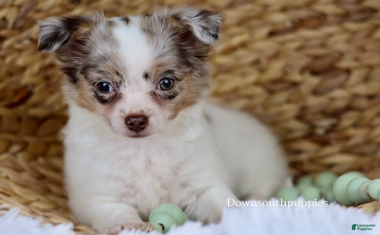 Chihuahua dogs for sale - Ad 3