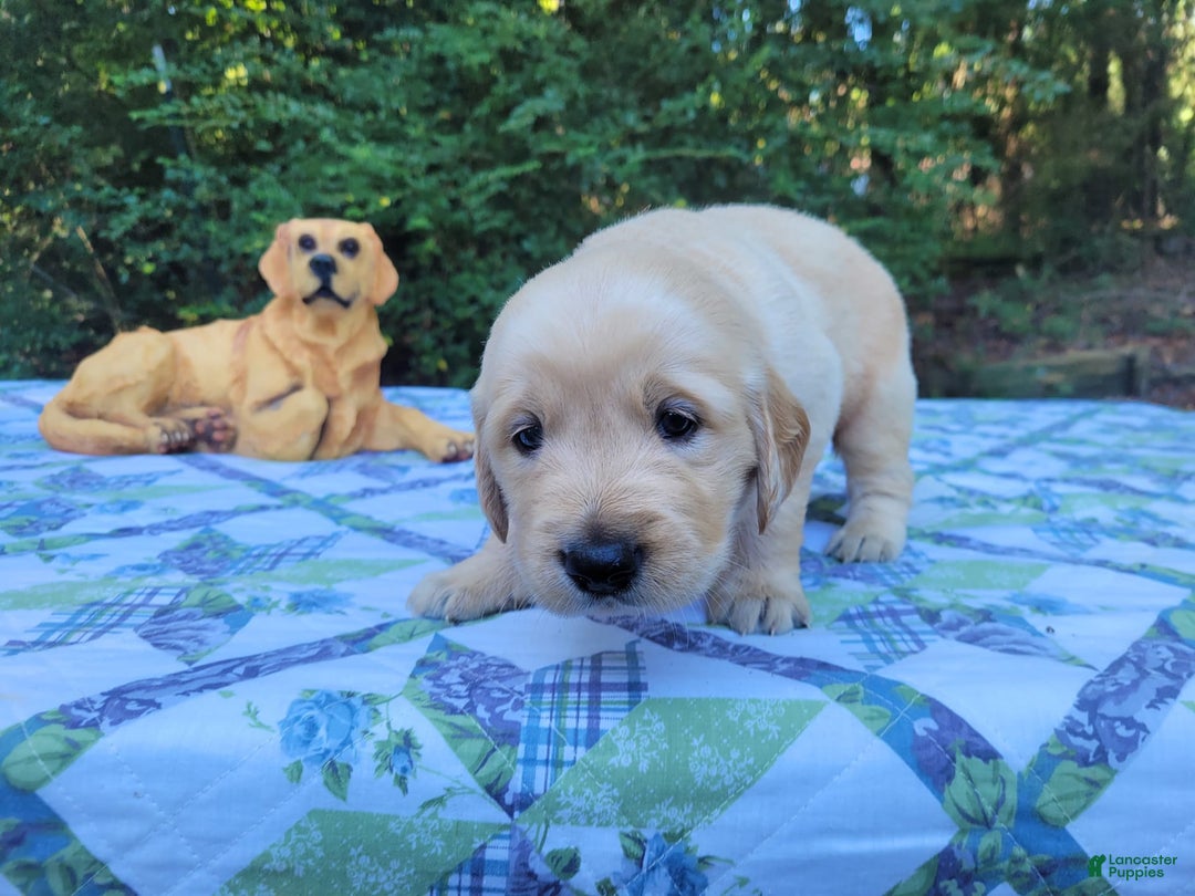 Golden Retriever dogs for sale: JOEY - Image 9