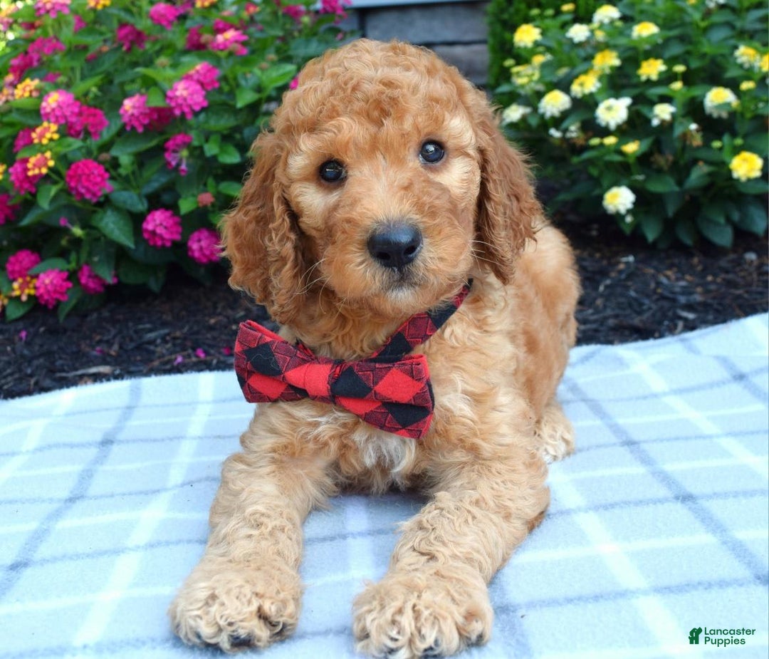 Standard Poodle dogs for sale: Diesel - Image 7