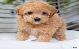 Maltipoo dogs for sale: Valentina - Image 4