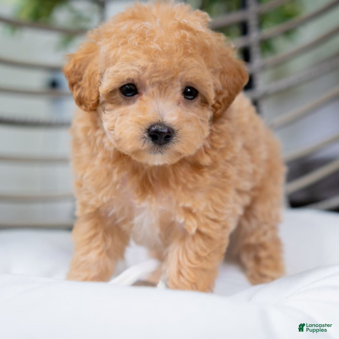 Maltipoo dogs for sale: Valentina - Image 4
