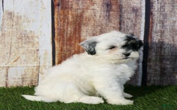 Shihpoo dogs for sale: Abby - Image 11