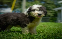 Old English Sheepdog dogs for sale: Flurry - Image 3