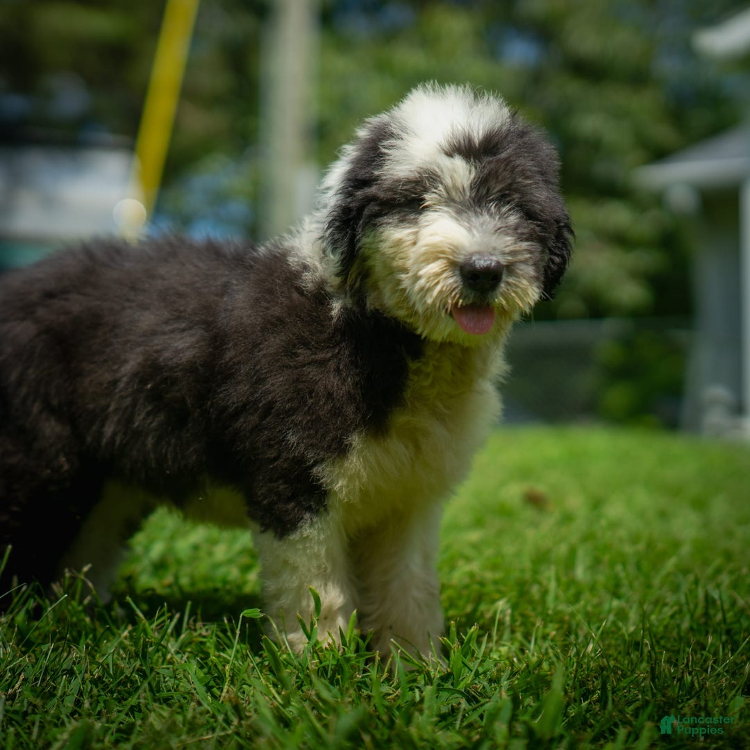 Old English Sheepdog dogs for sale: Flurry - Image 3