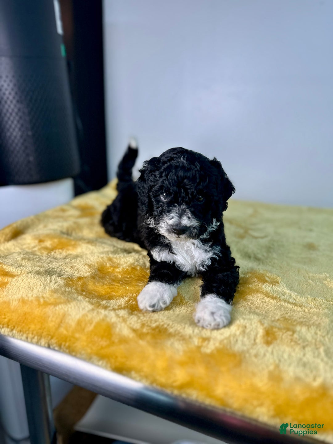 Mini Bernedoodle dogs for sale: Diamond - Image 4