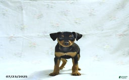 Miniature Pinscher dogs for sale: Iggy - Image 3