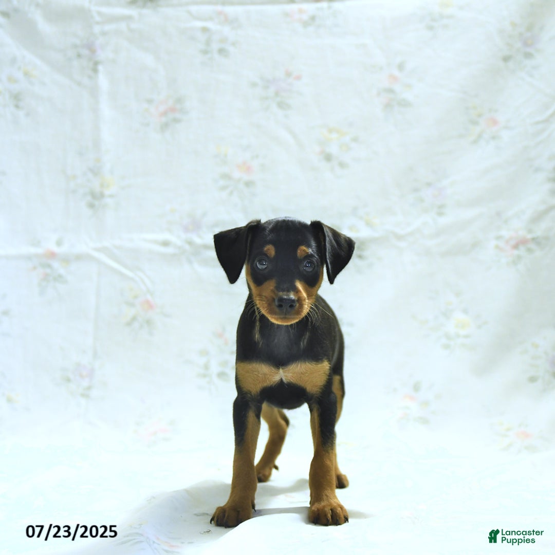 Miniature Pinscher dogs for sale: Iggy - Image 3