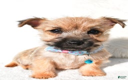 Cairn Terrier dogs for sale: Echo - Image 3