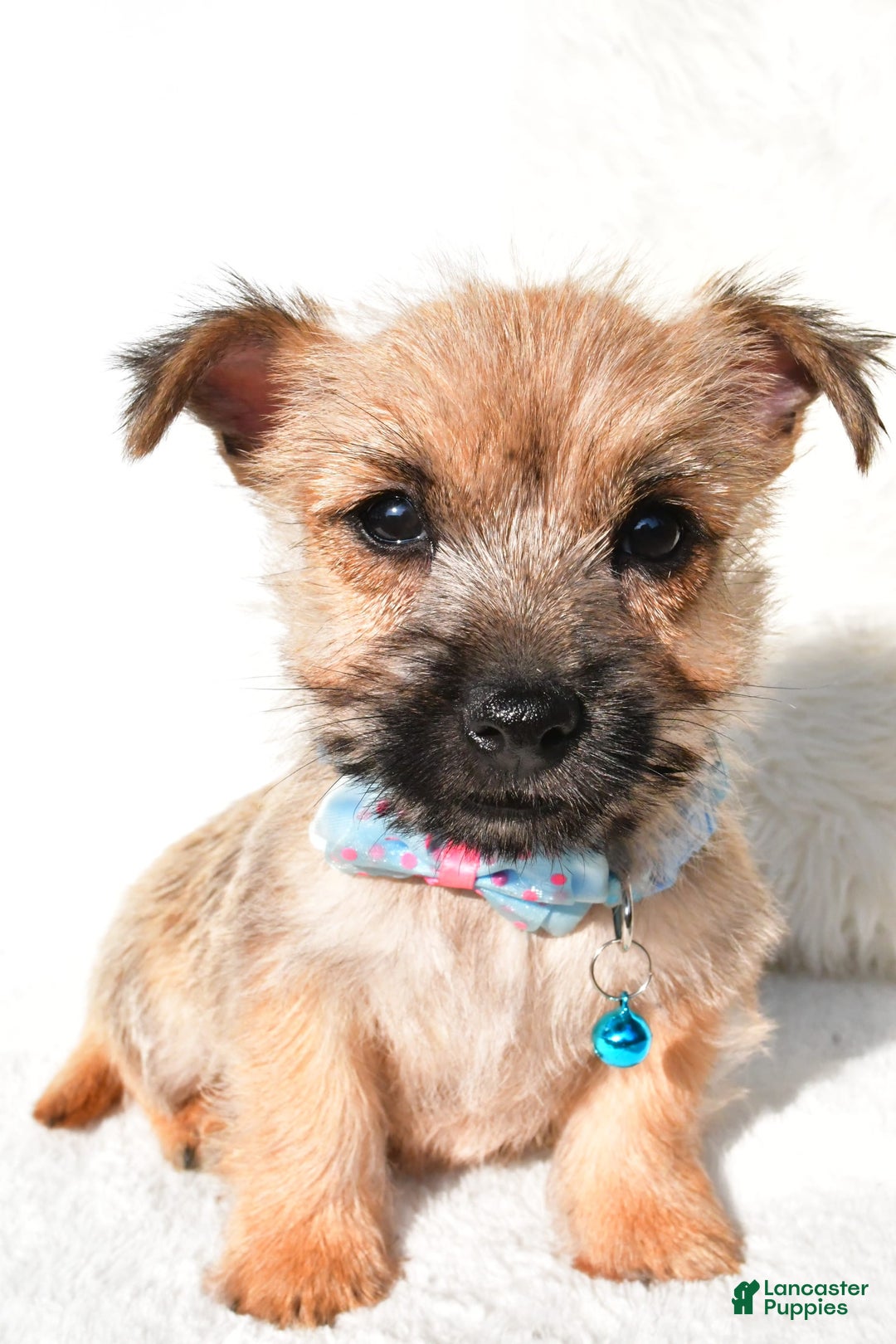 Cairn Terrier dogs for sale: Echo - Image 3